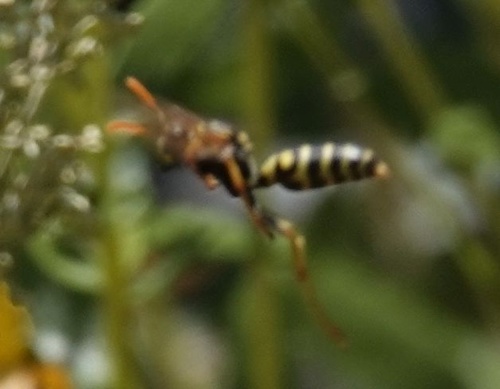 photo of European Paper Wasp (Polistes dominula)