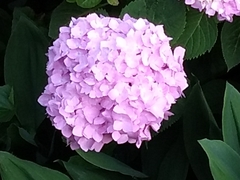 Hydrangea macrophylla