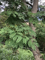 Albizia procera