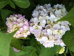 Hydrangea macrophylla