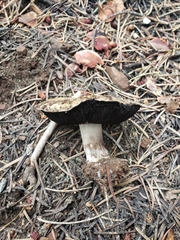Agaricus moronii