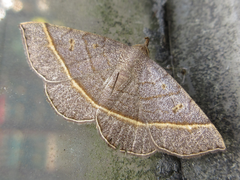 Paracolax trilinealis