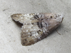 Bryophilina mollicula