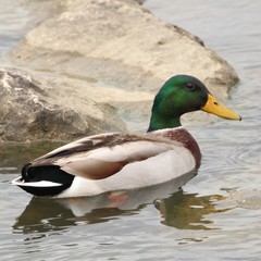 Anas platyrhynchos