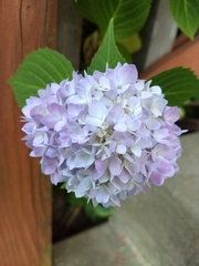 Hydrangea macrophylla