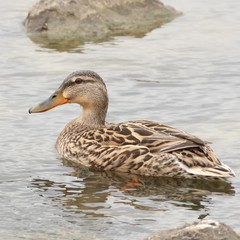 Anas platyrhynchos