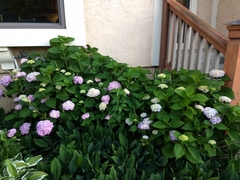 Hydrangea macrophylla