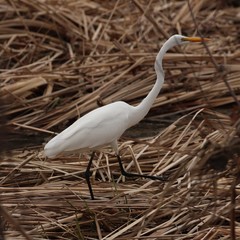 Ardea alba