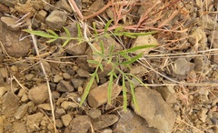 Lomatium triternatum brevifolium