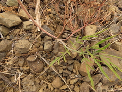 Lomatium triternatum brevifolium