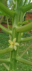 Carica papaya