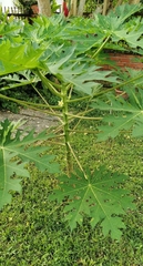 Carica papaya