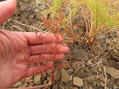 Lomatium triternatum brevifolium