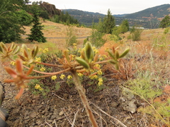 Lomatium triternatum brevifolium
