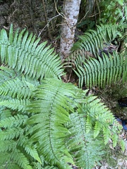 Dryopteris fuscoatra
