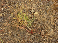 Lomatium triternatum brevifolium