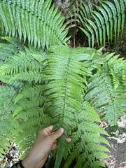 Dryopteris fuscoatra