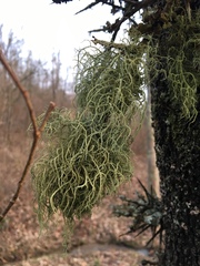 Usnea mutabilis