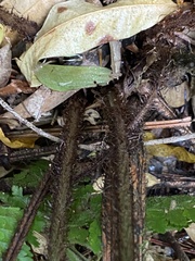 Dryopteris fuscoatra