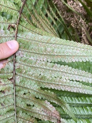 Dryopteris fuscoatra