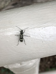 Chlorophorus macaumensis