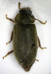 Byturus ochraceus