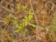 Lomatium triternatum brevifolium