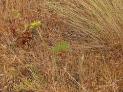 Lomatium triternatum brevifolium