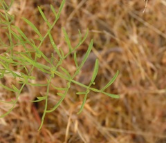 Lomatium triternatum brevifolium