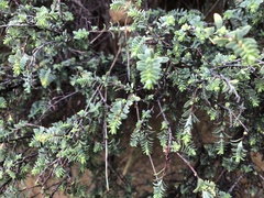Pimelea serpyllifolia serpyllifolia