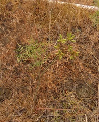 Lomatium triternatum brevifolium