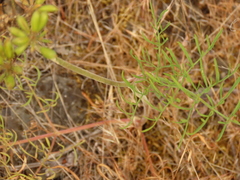 Lomatium triternatum brevifolium