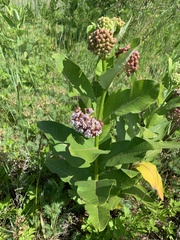 Asclepias syriaca