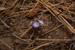 Phacelia davidsonii