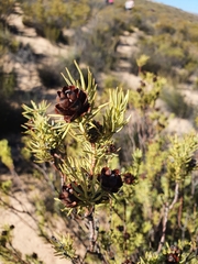 Leucadendron brunioides brunioides