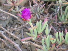 Lampranthus stayneri