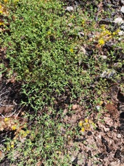 Paronychia lindheimeri