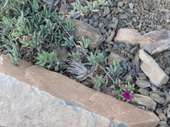 Lampranthus stayneri