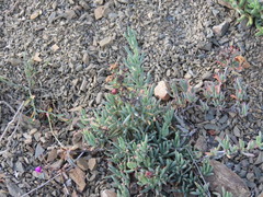 Lampranthus stayneri