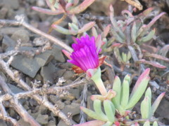 Lampranthus stayneri