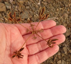 Lomatium triternatum brevifolium