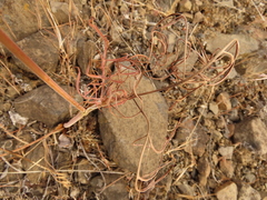 Lomatium triternatum brevifolium