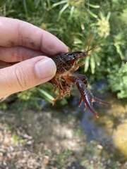 Procambarus clarkii
