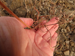 Lomatium triternatum brevifolium