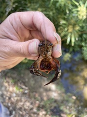 Procambarus clarkii