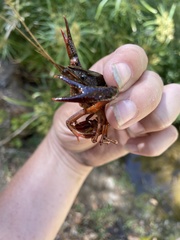 Procambarus clarkii