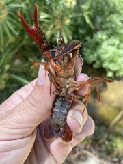 Procambarus clarkii