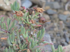 Lampranthus stayneri