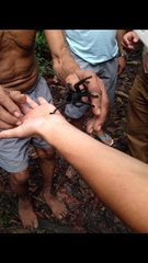 Avicularia avicularia