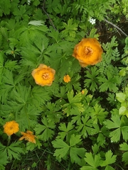Trollius asiaticus